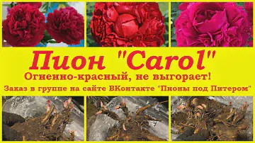 Пион "Carol". Огненно-красный, не выгорает! Можно заказать в группе  ВКонтакте "Пионы под Питером".
