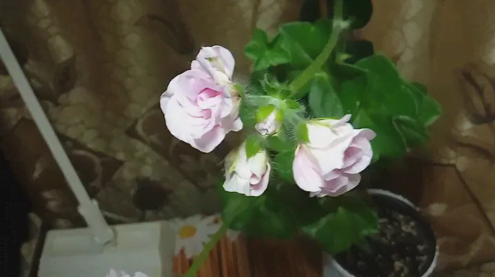 Плющелистная пеларгония Chiffon (Шифон)