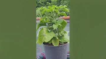 Smokin Eds Carolina Reaper