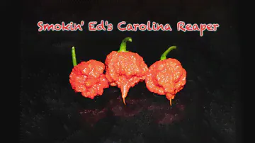 Smokin' Ed's Carolina Reaper worlds hottest pepper.