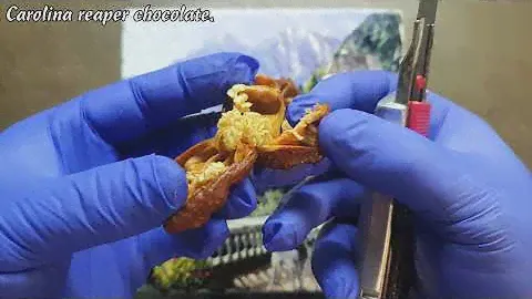 Сarolina reaper chocolate. Как собрать семена сверхострого перца. Каролинский жнец шоколадный. HP22B